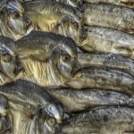 天日干しされた魚の干物が並ぶ様子