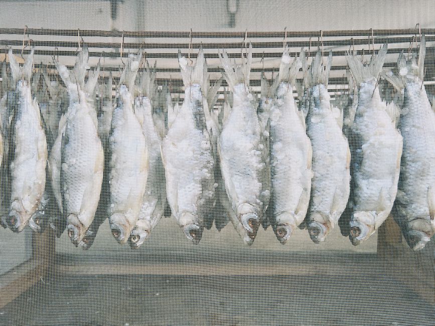 網に吊るされた魚の干物
