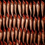 太刀魚のかまの塩焼き