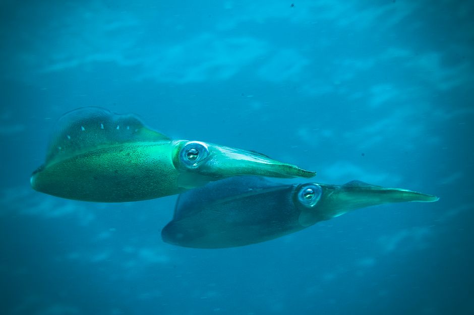 青い海の中を泳ぐ2匹のいか