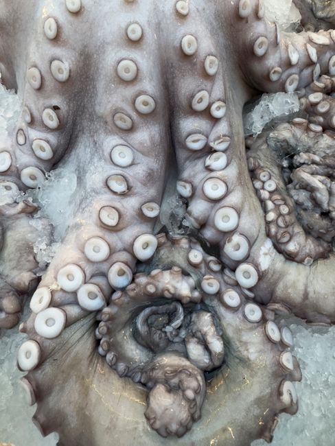 氷の上に並ぶ生タコの足のアップ