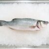 氷の上に並べた新鮮な白身魚