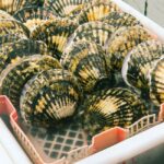 水揚げされたばかりの殻付きホタテ。この中に貝柱と紐がついている