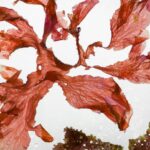 白い背景に置かれた赤い海藻（紅藻）