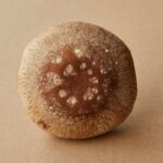 乾燥した椎茸を正面から見た様子