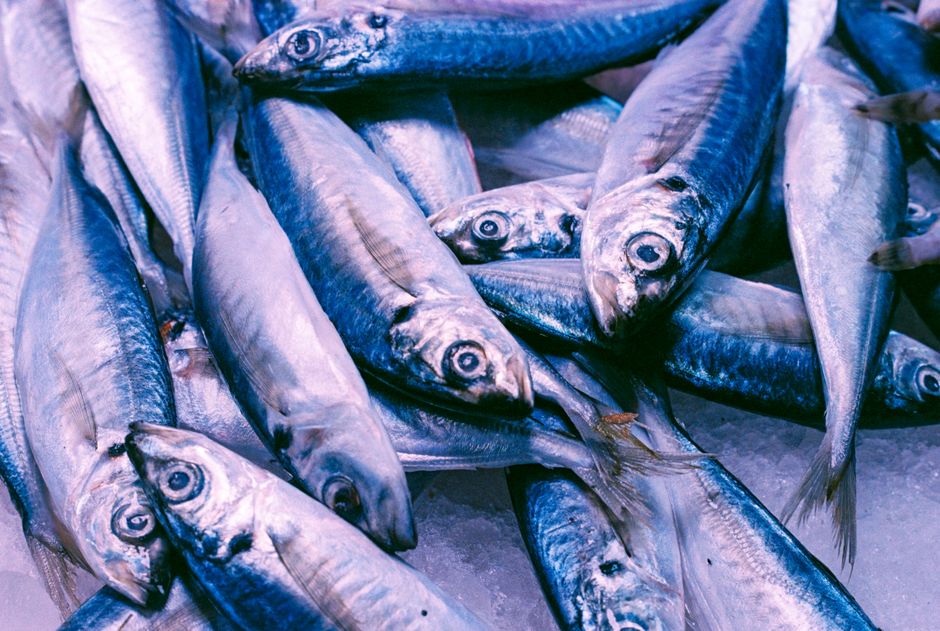 鮮魚店に並ぶ新鮮な魚のクローズアップ