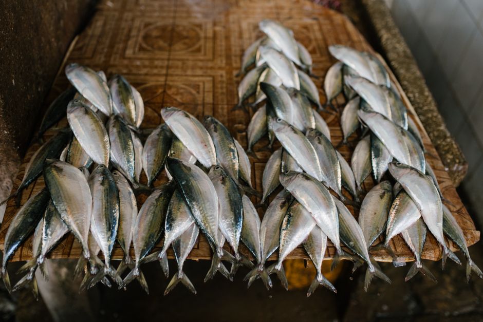 台に並べた新鮮なさばなどの青魚