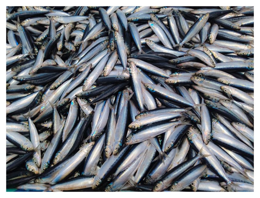 水揚げされた細長い青魚