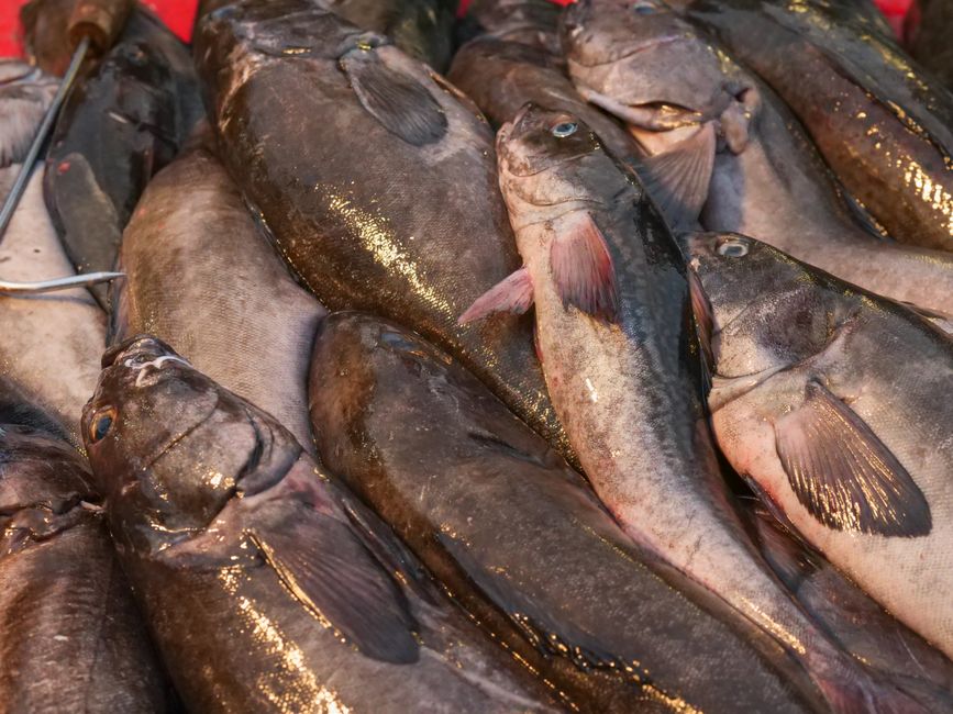 水揚げされた丸ごとの白身魚