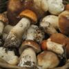 籐かごに入った天然きのこの俯瞰写真